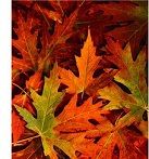 herbstlaub1